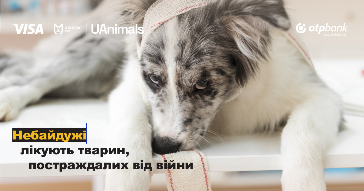 Let's save the lives of animals together!